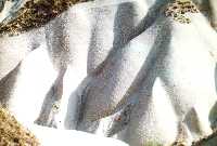 2 formes g