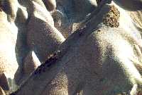 2 formes m